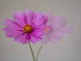 8 Common Reasons You May Experience Double Vision