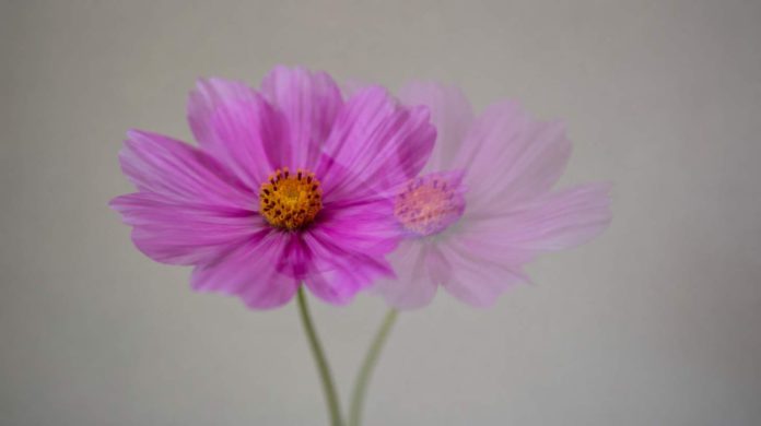 8 Common Reasons You May Experience Double Vision